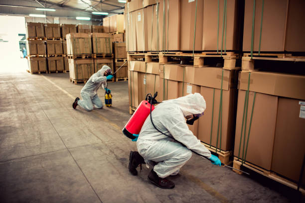 Best Wasp Removal Services  in Willits, CA