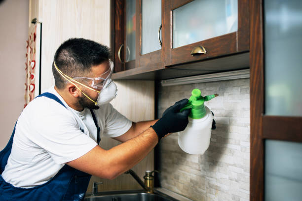 Best Best Pest Control Companies  in Willits, CA