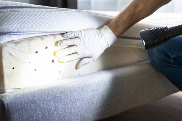Best Best Pest Control Companies  in Willits, CA