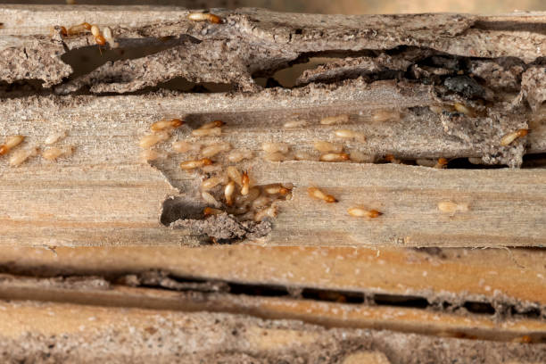 Best Emergency Pest Control  in Willits, CA