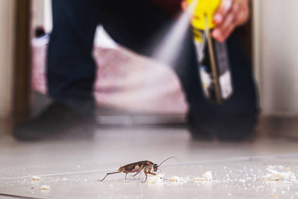 Best Pest Prevention Services  in Willits, CA