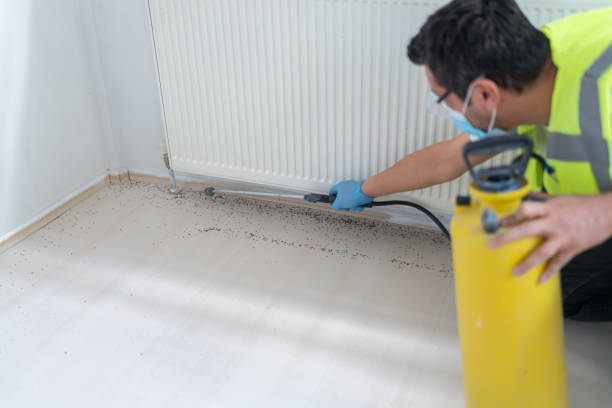 Best Termite Control Services  in Willits, CA